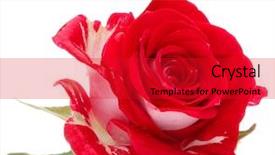 Presentation with rose flower - Colorful theme enhanced with wedding day - red rose flower head isolated backdrop and a red colored foreground