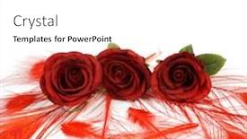  Presentation with wedding roses - Colorful PPT theme enhanced with wedding-decorations-red-peacock-feathers backdrop and a white colored foreground