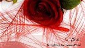  Presentation with wedding roses - Slide deck featuring wedding-decorations-red-peacock-feathers background and a coral colored foreground