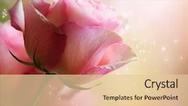  Presentation with roses - PPT layouts having maternity - belly of pregnant woman background and a gray colored foreground.