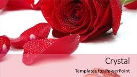  Presentation with wedding invitation - Beautiful slides featuring wedding rings and red roses backdrop and a coral colored foreground