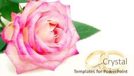  Presentation with wedding white - PPT layouts featuring wedding-rings-and-rose background and a cream colored foreground