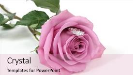  Presentation with engagement - Beautiful PPT theme featuring wedding shower - engagement ring in rose will backdrop and a coral colored foreground