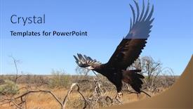  Presentation with australia - Cool new slides with wedge-tailed-eagle-in-flight backdrop and a light blue colored foreground