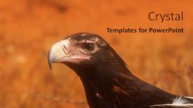  Presentation with eagle - Amazing presentation design having wedge-tailed-eagle-largest-bird backdrop and a gold colored foreground