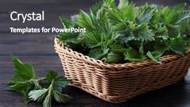  Presentation with nettle - Slide deck with weed - basket of fresh stinging nettle background and a dark gray colored foreground