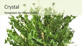  Presentation with weed - Slide set with weed - bunch of green leaves dandelions background and a soft green colored foreground