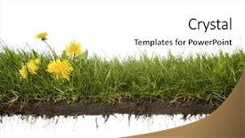  Presentation with dandelion - PPT theme featuring weed - cross-cut of grass with dandelion background and a white colored foreground