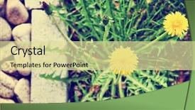  Presentation with weed - Slides featuring weed - dandelion along a landscaped walkway background and a blonde colored foreground