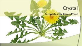  Presentation with dandelion - Presentation design with weed - dandelion plant with flower isolated background and a yellow colored foreground