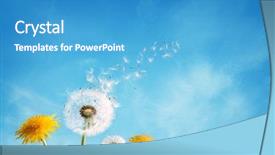  Presentation with dandelion - Slide set consisting of weed - dandelion with seeds blowing away background and a teal colored foreground