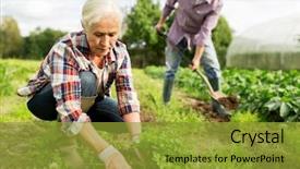  Presentation with agriculture - PPT layouts having weed - farming gardening agriculture and people background and a gold colored foreground
