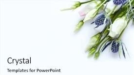  Presentation with gentian - Colorful presentation theme enhanced with weed - prairie gentian and sea holly backdrop and a white colored foreground