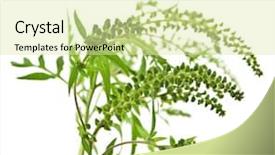  Presentation with allergy - PPT layouts with weed - ragweed plant in allergy season background and a soft green colored foreground