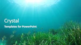  Presentation with weed - PPT theme with weed - sea grass and fish underwater background and a teal colored foreground