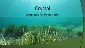  Presentation with underwater - Presentation design with weed - sea grass underwater background and a cyan colored foreground
