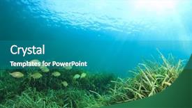  Presentation with weed - PPT theme enhanced with weed - seaweed fish and sun underwater background and a teal colored foreground