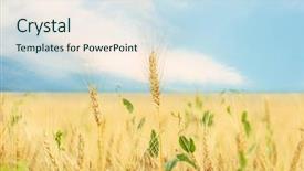  Presentation with weed - Beautiful presentation theme featuring weed - wheat field in summer day backdrop and a sky blue colored foreground