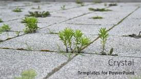  Presentation with concrete pavement - PPT layouts enhanced with weed-growing-between-abandoned-pavement background and a light gray colored foreground