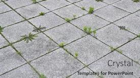  Presentation with weed - PPT theme featuring weed-growing-between-abandoned-pavement background and a light gray colored foreground