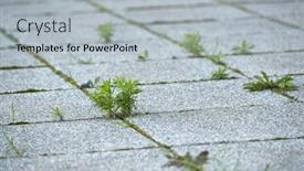  Presentation with abandoned - Presentation consisting of weed-growing-between-abandoned-pavement background and a light gray colored foreground