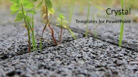  Presentation with weed - Beautiful slide set featuring weed growing out of concrete backdrop and a mint green colored foreground