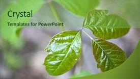  Presentation with poison - Amazing slide set having weed killer - close up detail of poison backdrop and a seafoam green colored foreground