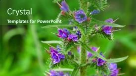  Presentation with weed - PPT layouts consisting of weed-with-blue-flowers-boraginaceae background and a forest green colored foreground