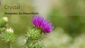  Presentation with thorns - 