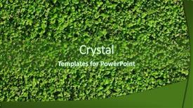  Presentation with clover - Presentation with wild three leaf clovers - green clover texture background and a forest green colored foreground