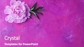  Presentation with peony flower - Colorful presentation theme enhanced with  backdrop and a  colored foreground