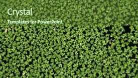  Presentation with pond - PPT layouts enhanced with weeding decoraters - duckweed in the park pond background and a tawny brown colored foreground