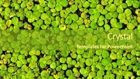  Presentation with natural - Cool new slides with weeding decoraters - duckweed natural abstract background backdrop and a tawny brown colored foreground