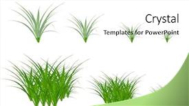  Presentation with decorate - Beautiful slides featuring weeding decoraters - green grass elements for design backdrop and a white colored foreground