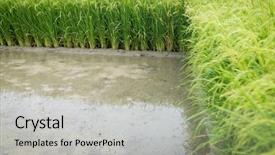  Presentation with swamp - Presentation enhanced with weeding decoraters - swamp rive water float surface background and a light gray colored foreground