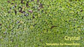  Presentation with swamp - Cool new presentation design with weeding decoraters - swamp rive water float surface backdrop and a tawny brown colored foreground