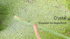  Presentation with swamp - Beautiful presentation theme featuring weeding decoraters - swamp rive water float surface backdrop and a mint green colored foreground