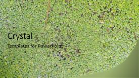  Presentation with swamp - Colorful slides enhanced with weeding decoraters - swamp rive water float surface backdrop and a seafoam green colored foreground