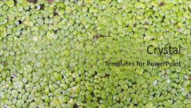  Presentation with swamp - Theme consisting of weeding decoraters - swamp rive water float surface background and a yellow colored foreground