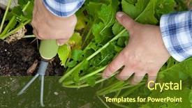  Presentation with crops - PPT layouts consisting of weeding vegetable crops by hand background and a tawny brown colored foreground