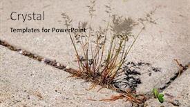  Presentation with weeds - Theme with weeds-grass-growing-in-crack background and a soft green colored foreground
