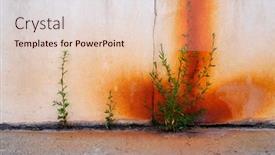  Presentation with weeds - Presentation with weeds-growing-in-sidewalk-crack background and a lemonade colored foreground