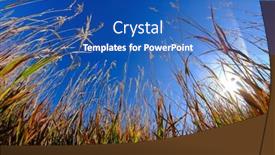  Presentation with weeds - PPT layouts having weeds-or-plants-reaching-up background and a teal colored foreground