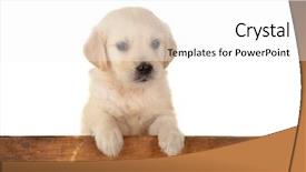  Presentation with golden annivesary - Colorful slides enhanced with weeks old golden retriever puppy backdrop and a white colored foreground