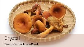  Presentation with milk - Presentation design having weeping-milk-cap-mushrooms-lactarius background and a coral colored foreground