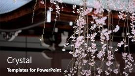  Presentation with sakura - Beautiful slide deck featuring weeping sakura infront of japanese temple backdrop and a tawny brown colored foreground