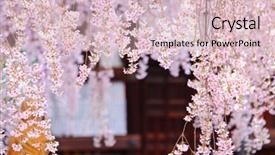  Presentation with sakura - PPT theme having weeping sakura with japanese temple background background and a lemonade colored foreground
