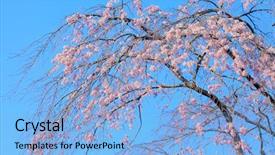 Presentation with sakura - Presentation theme with japan matsuri - weeping sakura background and a light blue colored foreground