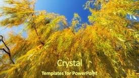  Presentation with willow tree - Beautiful PPT layouts featuring weeping willow background backdrop and a tawny brown colored foreground