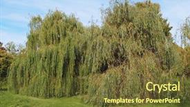  Presentation with willow tree - Audience pleasing PPT theme consisting of weeping willow salix babylonica aka backdrop and a tawny brown colored foreground